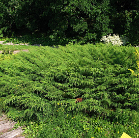 Микробиота перекрестнопарная