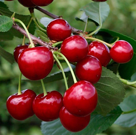 Вишня обыкновенная 'Память Вавилова'