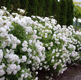 Роза полиантовая (белоцветная)