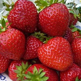 Земляника (клубника) 'Сладкоежка'