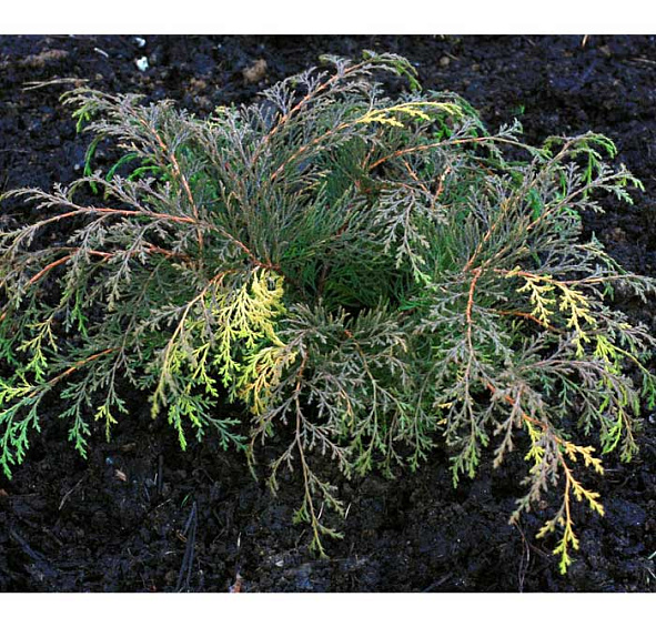 Микробиота перекрестнопарная