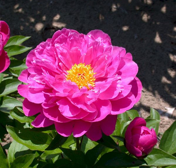 Пион молочноцветковый 'Найс Гэл' (красный - малиновый)