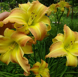 Лилейник гибридный 'Эмеральд Джо'