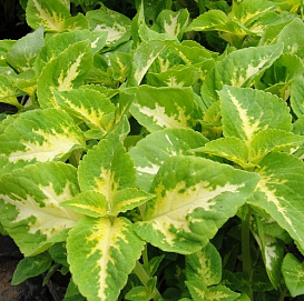 Колеус блюма