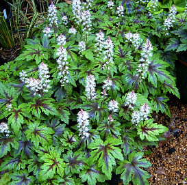 Тиарелла 'Шуга энд Спайс'