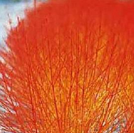 Дерен красный Анис 'Винтер Орандж'