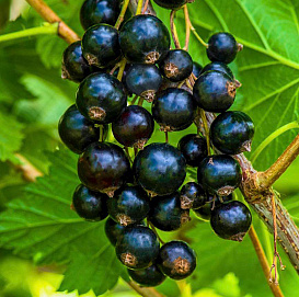 Смородина черная 'Черная Вуаль'