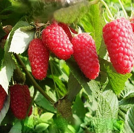 Малина 'Краса России'