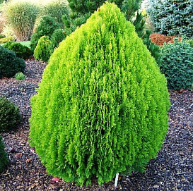 Туя восточная 'Ауреа Нана'