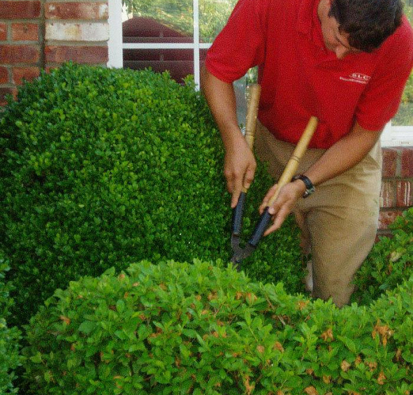 Самшит вечнозеленый