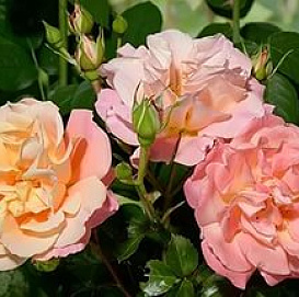 Роза 'Кубана' (шраб, флорибунда) (персиково - розовая)