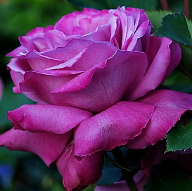 Роза 'Блю Парфум' (чайно-гибридная) (розово - фиолетовая )
