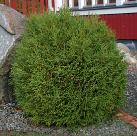 Туя западная 'Литл Гиант'
