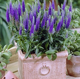 Вероника колосковая 'Алстэ Блу Двоф' (синяя)