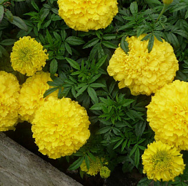Тагетес (бархатцы) прямостоячий 'Антигуа Примроуз' (светло-желтый)