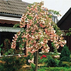 Вишня мелкопильчатая (сакура) 'Кику Шидаре'