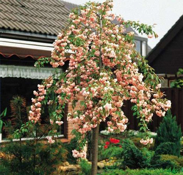 Вишня мелкопильчатая (сакура) 'Кику Шидаре'