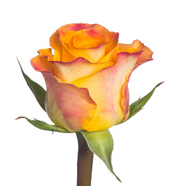 Роза 'Мари Клер' (плетистая) (оранжево - розовая)