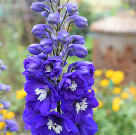 Дельфиниум (живокость) 'Кинг Артур'