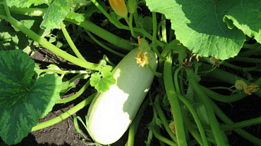 Кабачок 'Белоплодные'