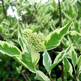 Дерен белый 'Вариегата'