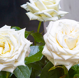 Роза 'Айл оф Уайт' (чайно-гибридная) (белая)