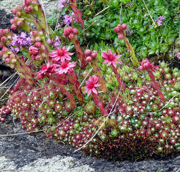 Молодило русское