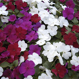 Бальзамин Уоллера 'Баланс Патриот' (красный, белый, лавандовый)