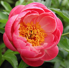 Пион молочноцветковый 'Корал Сансет' (кораловый)