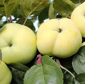 Яблоня домашняя 'Дочь папировки'