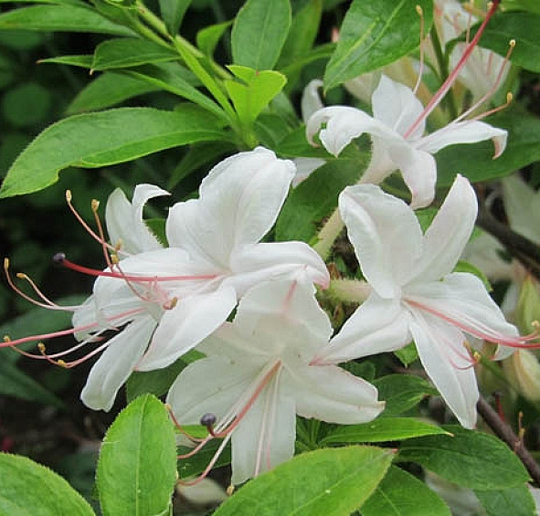 Рододендрон желтый (азалия) 'Вестонс Инносенсе' (белый)