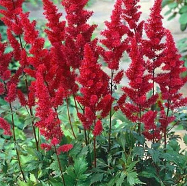 Астильба Арендса 'Эльза Шлук' (красная)