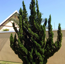 Можжевельник китайский 'Кайзука'