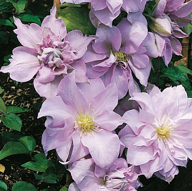 Клематис крупноцветковый 'Луиз Роу'