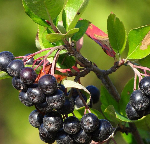 Рябина черноплодная (арония) 'Мулатка'