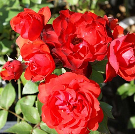 Роза 'Сатчмо' (флорибунда) (красная)