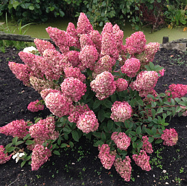 Гортензия метельчатая 'Сандей Фрейз'