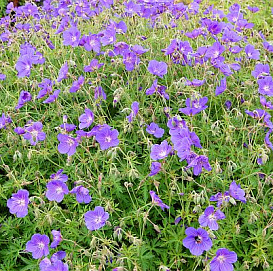 Герань гибридная 'Орион'