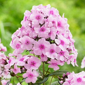 Флокс метельчатый 'Киевский'