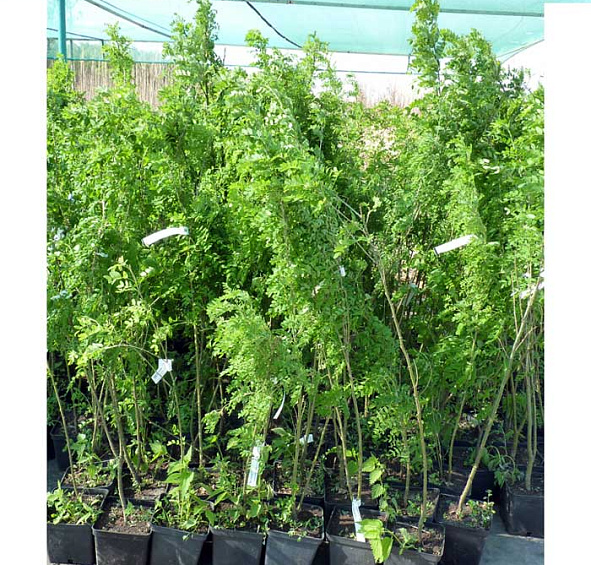 Акация (карагана) древовидная