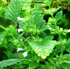 Мелисса лекарственная