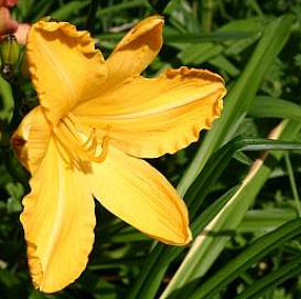 Лилейник гибридный 'Картвхелс' (желтый)