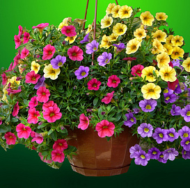 Петуния калиброхоа ампельная (кашпо)