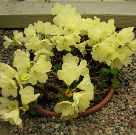 Рододендрон Лудлова 'Врен' (желтый)