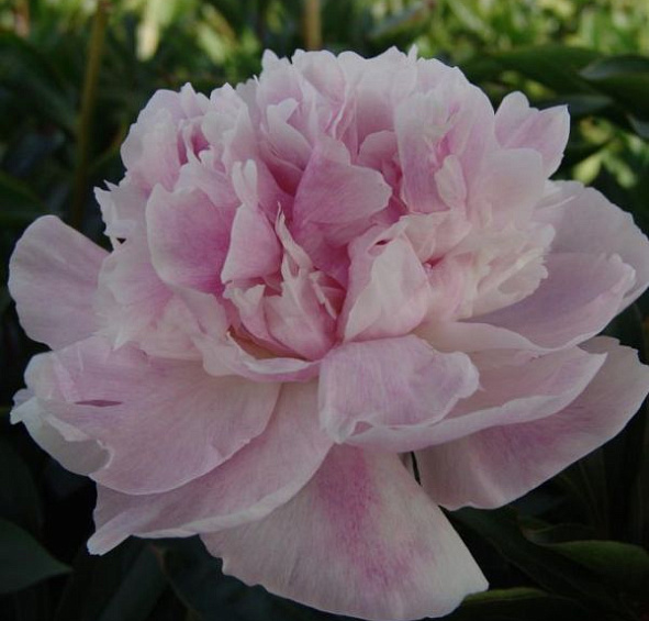 Пион молочноцветковый 'Сиинг Блю' (розовыйс фиолетовым)