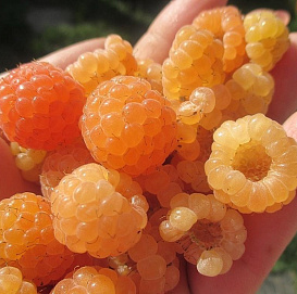 Малина 'Жёлтый пингвин'