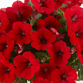Петуния (сурфиния) гибридная 'Сурфиния Дип Рэд' (кашпо)
