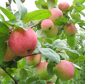 Яблоня домашняя 'Августа'