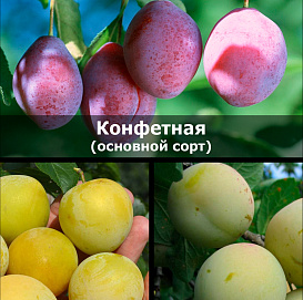 Слива 'Конфетная/Желтоплодная/Ренклод ранний'