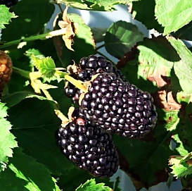 Ежевика Прайм ЯН